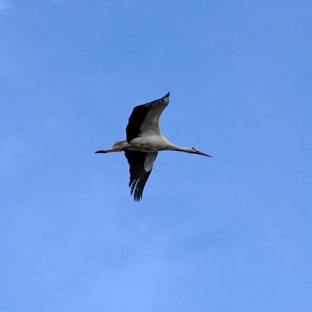 ホテル Kuckunniwi Tipidorf Tauche エクステリア 写真
